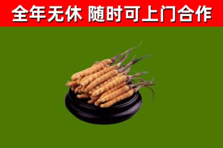 大连烟酒回收冬虫夏草.jpg